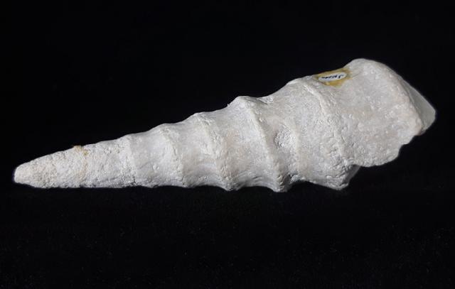 Eunerinea defrancei (DESHAYES 1833) - Bild © FossNet FossilienStore